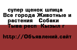 супер щенок шпица - Все города Животные и растения » Собаки   . Тыва респ.,Кызыл г.